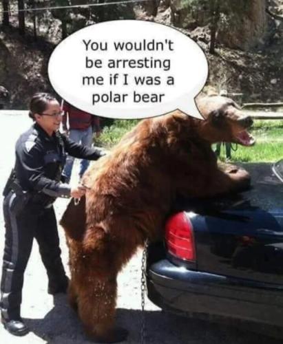 if-i-was-a-polar-bear