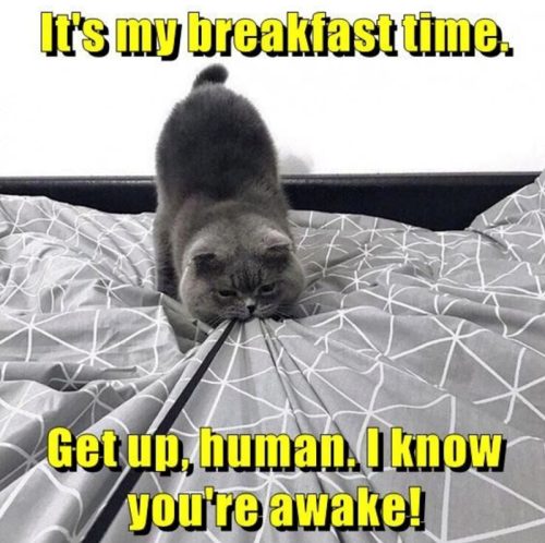 s-my-breakfast-time-get-up-human-know-awake