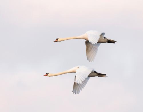 flying-mute-swans