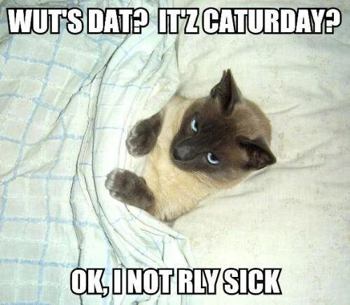 caturday-siamese-fake-sick