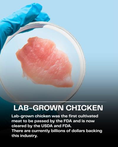 lab grown chicken