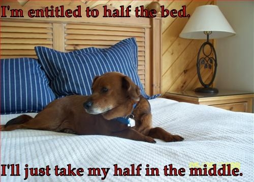 dog-bed-hogging