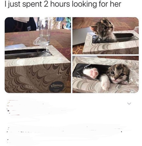 looking-her-oize-kleenex-ay-vnted-tww-alwyn-nicetryalwyn-another-reason-cats-are-better-than-dogs