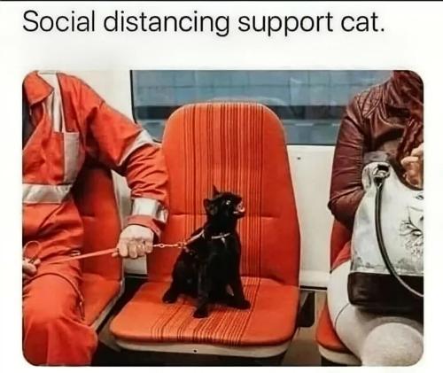 social-distancing-support-cat