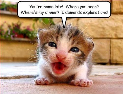cat-youre-home-late-where-you-been-wheres-my-dinner-i-demands-explanations