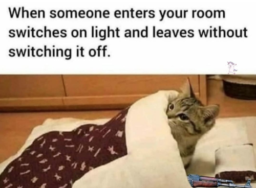 animal-someone-enters-room-switches-on-light-and-leaves-without-switching-off