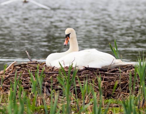mute-swan-nest