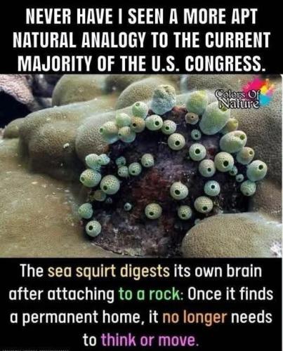 natural-analogy-to-congress
