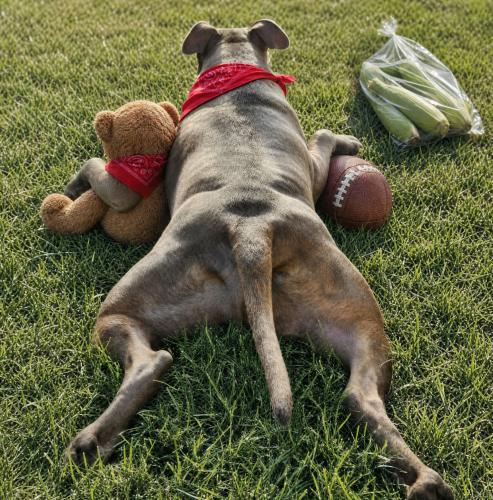 a teddy bear nfl corn day post
