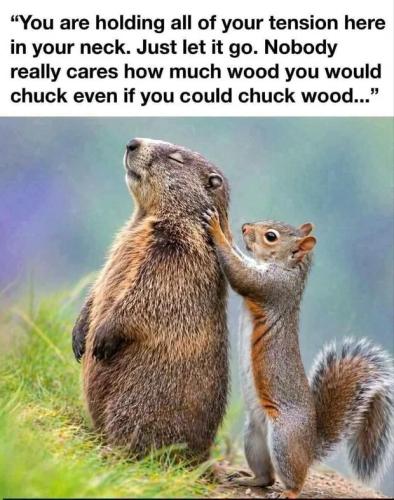 woodchuck