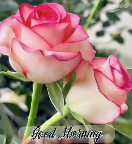 093026 - GM Starburst Roses
