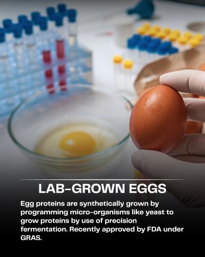 lab gorwn eggs