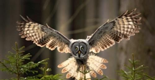 owl-1