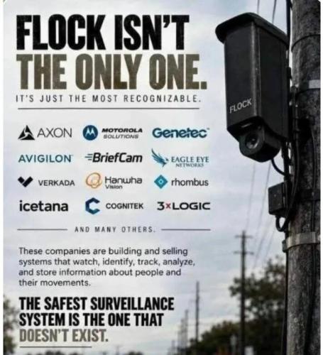flock-not-alone