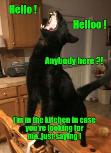 canidae-hello-helloo-anybody-here-im-in-the-kitchen-in-case-youre-looking-for-mejust-saying
