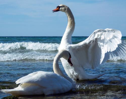 mute-swan-couple