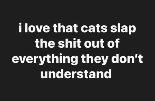 cats-slap-things-they-don't-understand