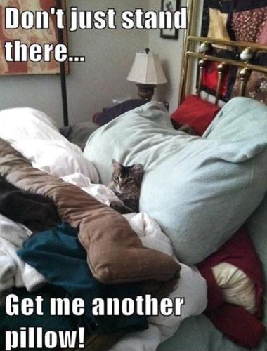 dont-just-stand-there-get-me-another-pillow-quote-1