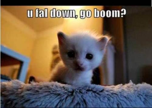funny-cats-134