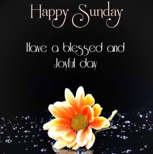 100426 - Happy Sunday, orange flower