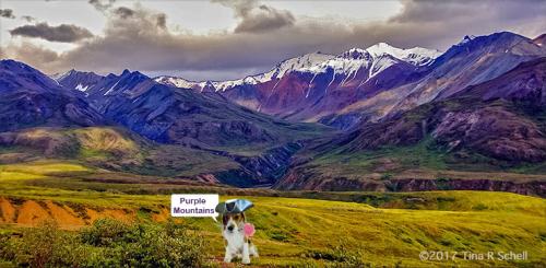 Purple Mountains