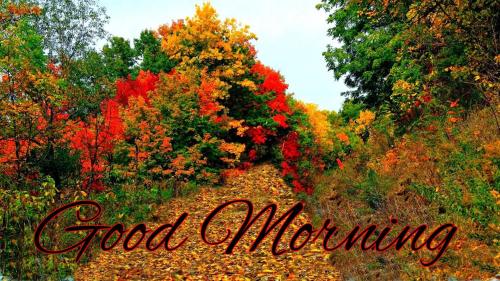 fall morning 1