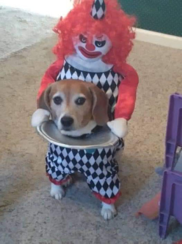 10233