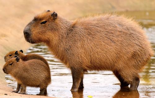 Adult-capybara