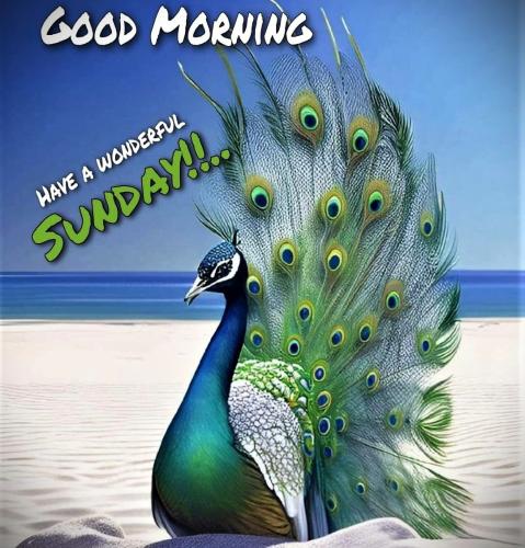 101826 - Peacock on beach