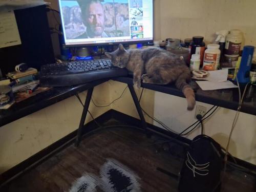 Miss Kitty2