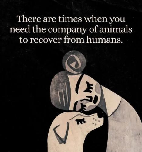 company-of-animals