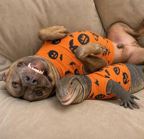 reptile day in orange shirts