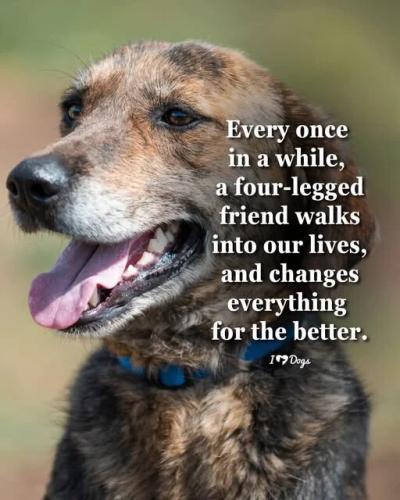 four-legged-friend