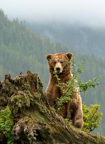 khutzeymateen-grizzly-d814777-by-michelle-valberg