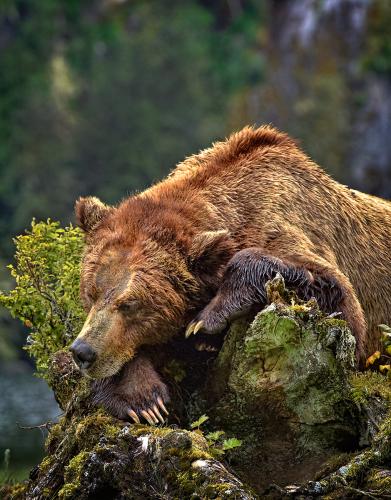 khutzeymateen-grizzly-bear-d814605