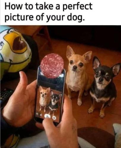 perfect-dog-picture