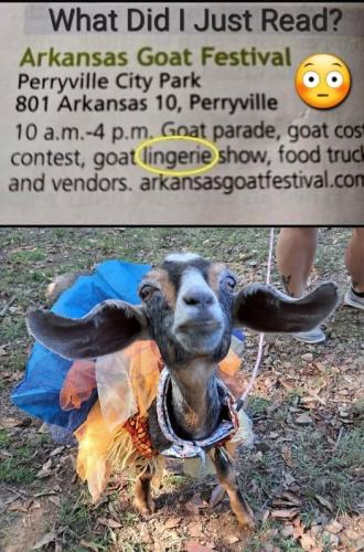 goatshow