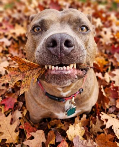 fall leaves dub with leaf in mouth
