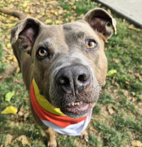! ! teefus with dubs wearing candy corn bandana - edited to be more clear