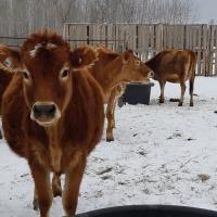Tracy Howe