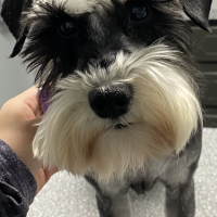 Nicole Fields