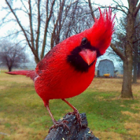 Roberta Marchick