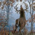 Louisiana Deer Hunters