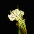 LCApplingPhotoArt - Carnivorous Plant Photography & Gifts