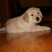 Carol Palcic