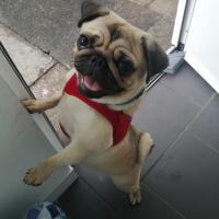 Serena Ayres