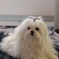 Piper
