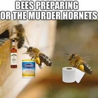 Sanascu