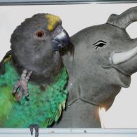 VIRGINIA RUNYAN