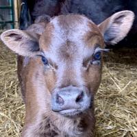 Maple Creek Farm